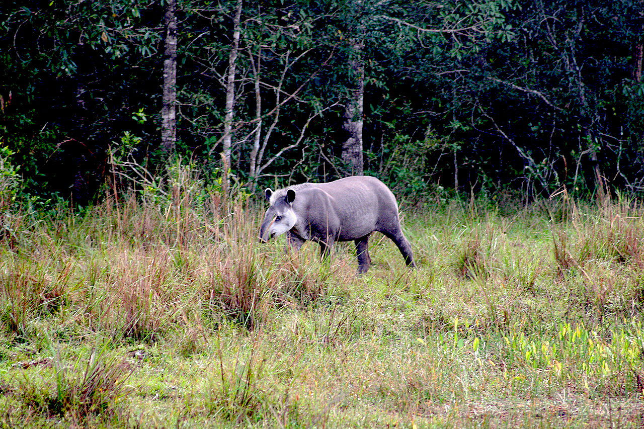 [Translate to Englisch:] Tapir